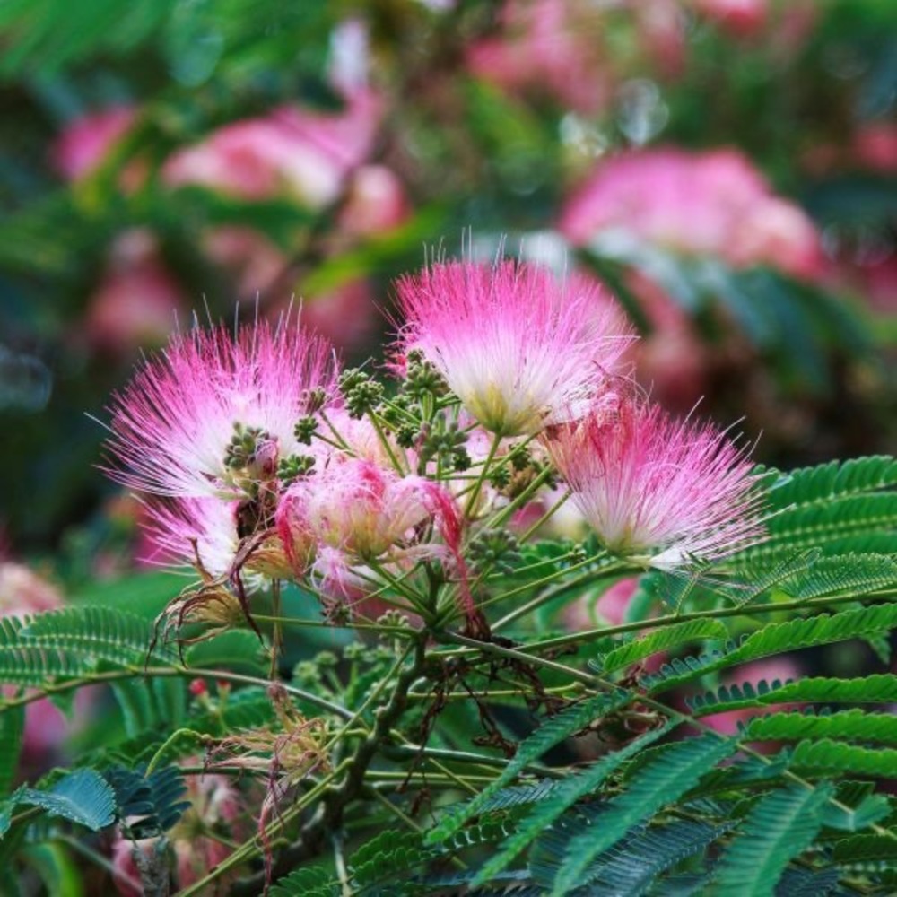 Mimosa Tree 25 Seeds